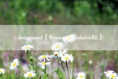 drummond（Drummonditahassellii）